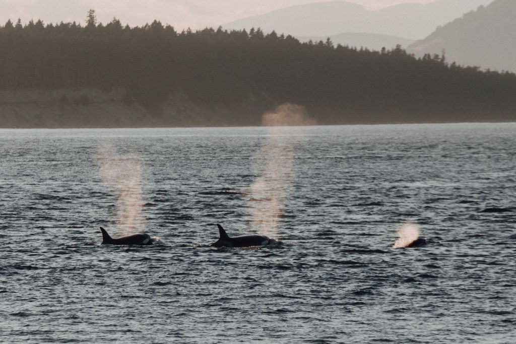 orcas