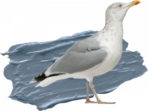 seagull-splash