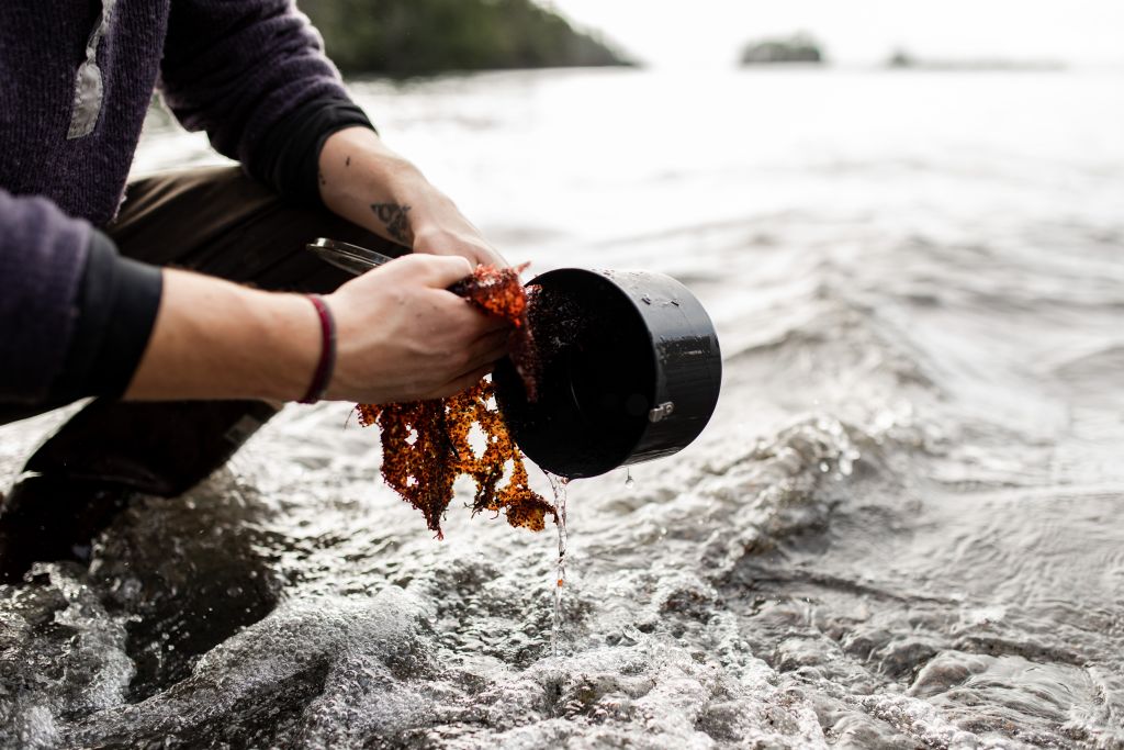 Guide to cleaning your dishes when camping, a person is washing dishes in a sustainable way in the ocean but using water and natural abrasives