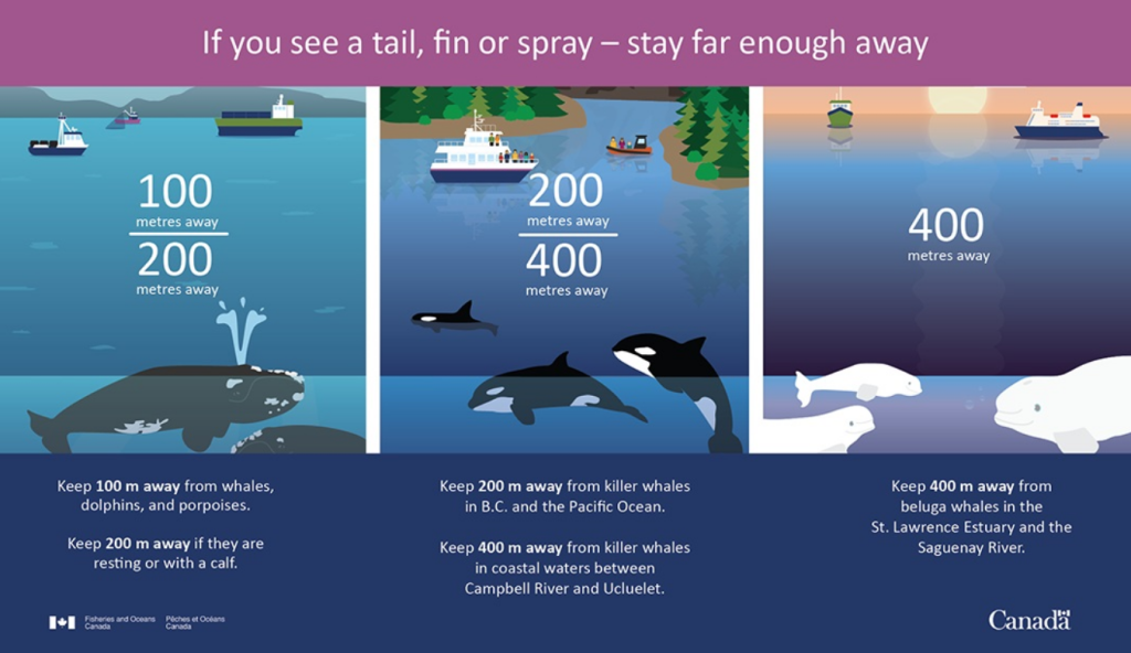 If you see a tail, fin or spray – stay far enough away, BC Whale Chart showing how far away to stay from marine animals