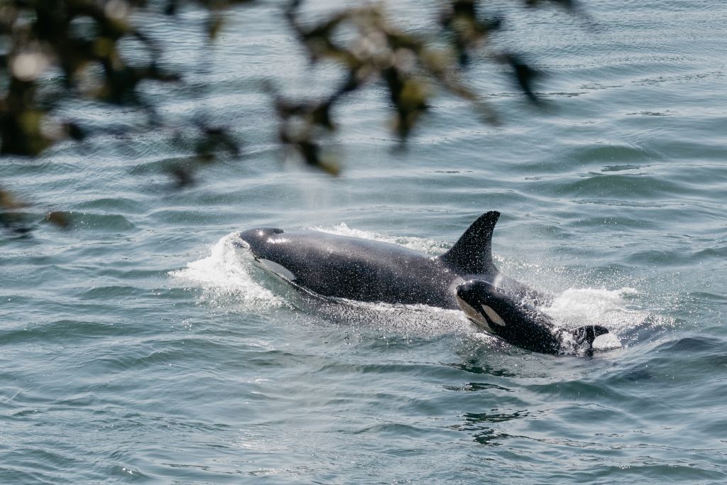 Orcas Swimming in the southern gulf islands