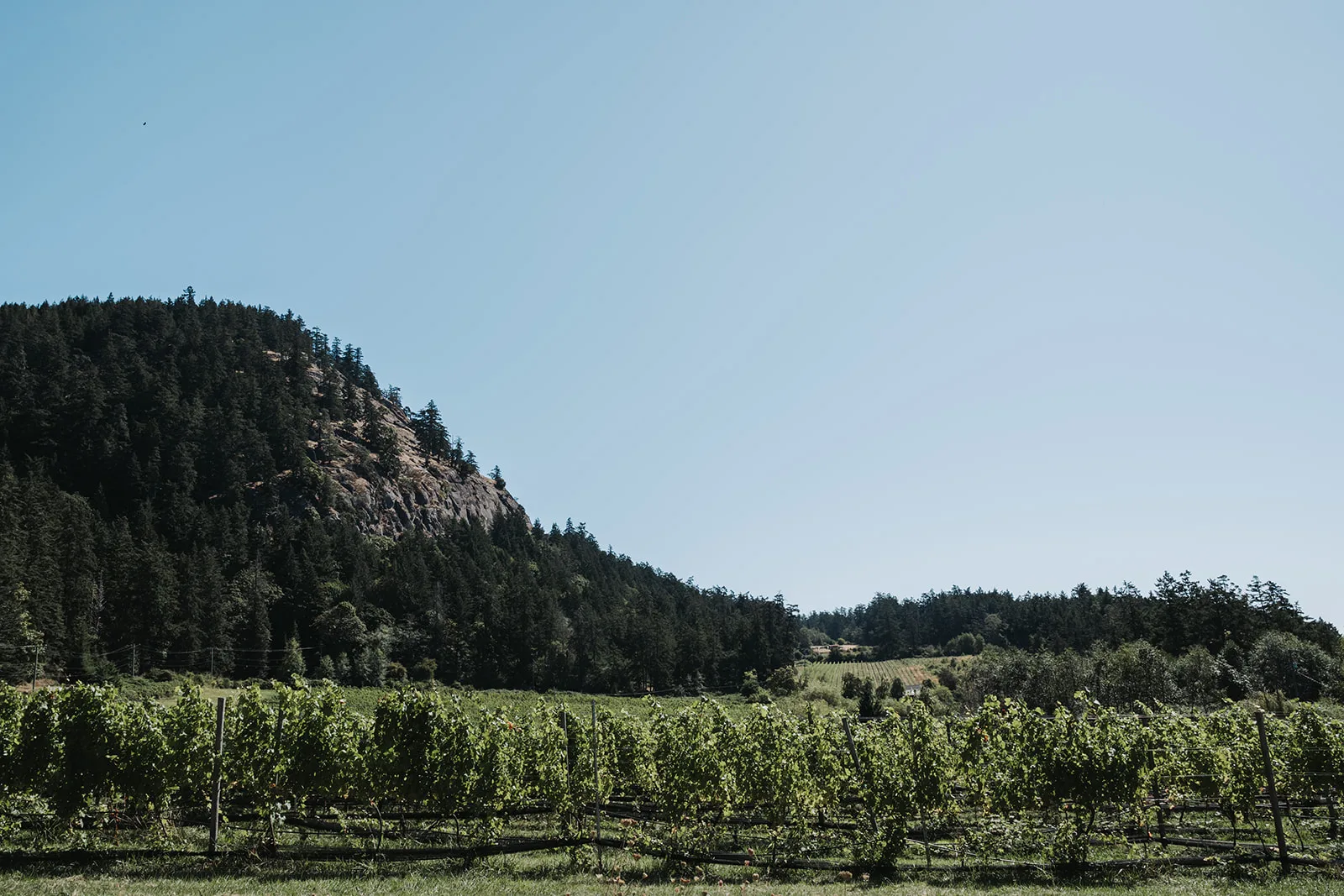 Saturna Island vineyards